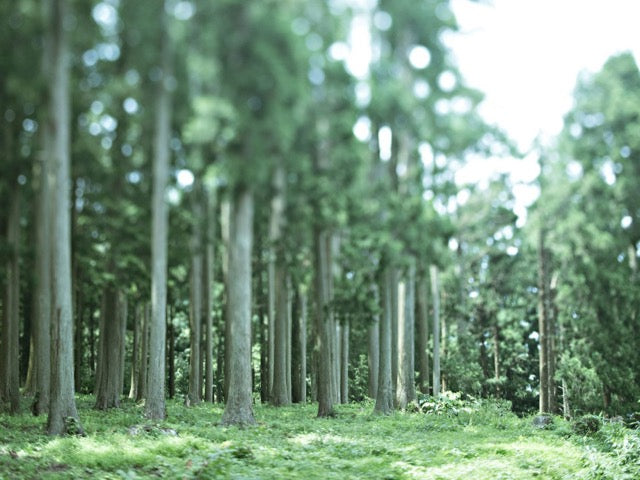 Takazawa Tohaku plant based traditional handmade Japanese candles