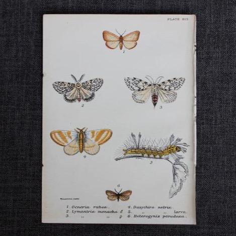 Vintage Butterfly Print