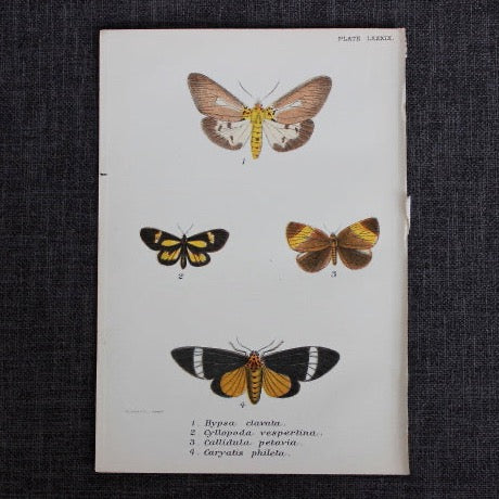 antique butterfly illustration
