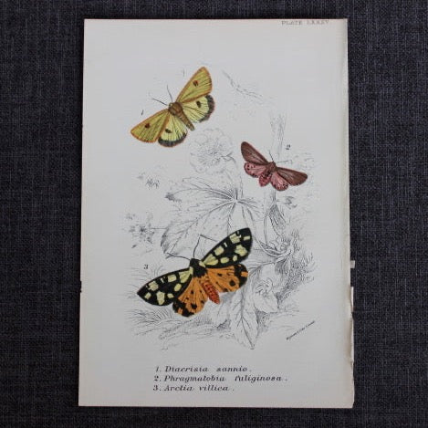 antique butterfly illustration