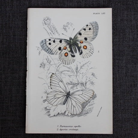 antique butterfly illustration