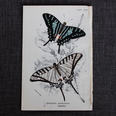 antique butterfly illustration