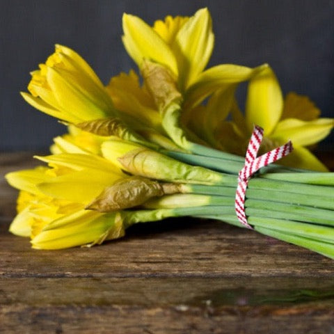 yellow tulips wrapped with red and white striped twist ties