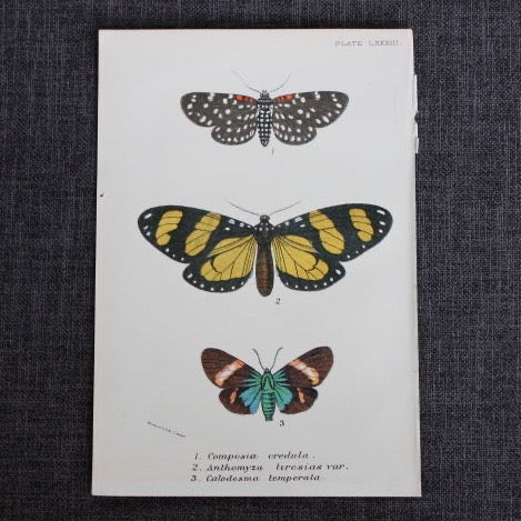 antique butterfly illustration